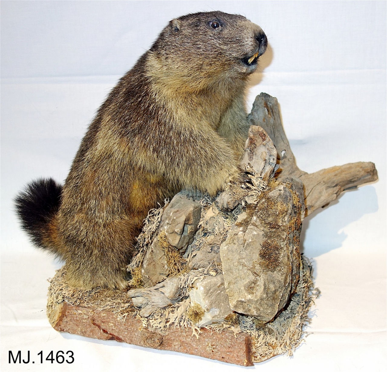 Tierpräparat Murmeltier, Manggei