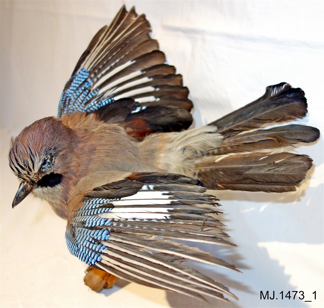 Tierpräparat Eichelhäher